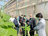 بازدید فرماندار از مجتمع گلخانه ای گلفام