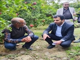 فرماندار پاکدشت گفت: برداشت محصول انار از ۲۸۵ هکتار از باغات این شهرستان آغاز شد